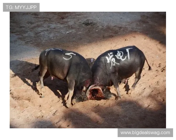 真人斗牛大全：常见问题解答与新手入门指南让你快速上手真人斗牛游戏